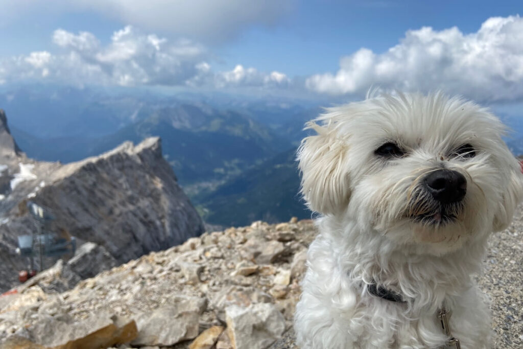 Hund Muffin sitzt auf der Zugspitze